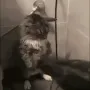catflame