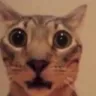 Catstare