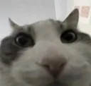 guh