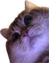 starecat