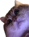 :starecat: