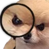 susdog susdog