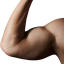 Muscle_L
