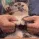 CatGritty