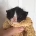 Dryingkitteh