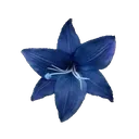 Blueflower