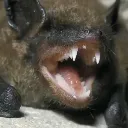 batscream