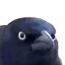 dd_meme_crow_of_judgement