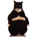 BigBoi