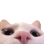 catpeek