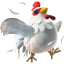 cucco
