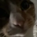 o_catmyreactiontothatinformation