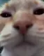 catstare