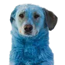 bluedog