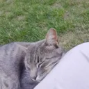 kiwi_cat