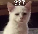areudumb areudumb