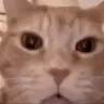 catxdd catxdd