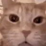 catxdd