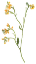 wildmustard
