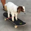skateboarddog