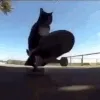 cat_SkateboardCat