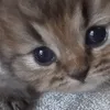 cat_meow