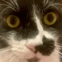 SharterStare