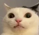 CatStare3