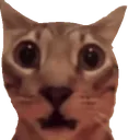 minefun_scaredcat