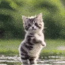 catvibin catvibin