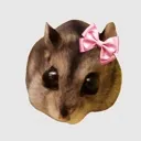 oreocoquette