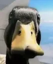 duckstare