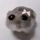 coquette