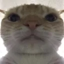 CatStare CatStare
