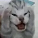 catscream
