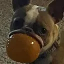 THEWHOLETHANG THEWHOLETHANG