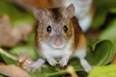 WutRat