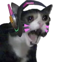 dva_cat