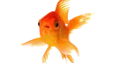 FSHH