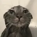 WetCat