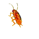 cockroach