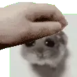 hamsterpat