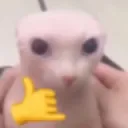 Bingusdechill Bingusdechill