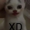 CatXD