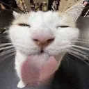 toungecat
