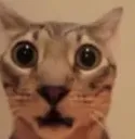bro