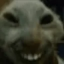 mole