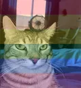 LGBTQponder2