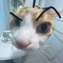 chadcat