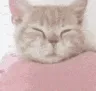 kittyyawn